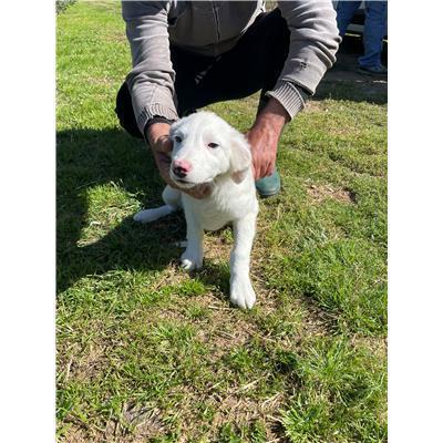 CAPOTERRA - CANE - Microchip 380260170394274