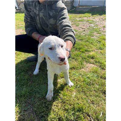 CAPOTERRA - CANE - Microchip 380260170394263
