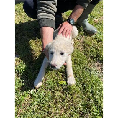 CAPOTERRA - CANE - Microchip 380260170394266