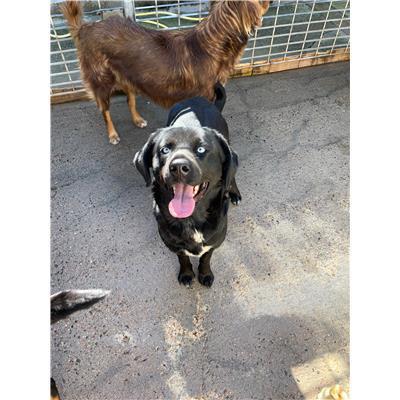 SELARGIUS - CANE - Microchip 380260004627814