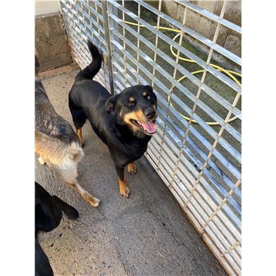 SELARGIUS - CANE - Microchip 380260004627932