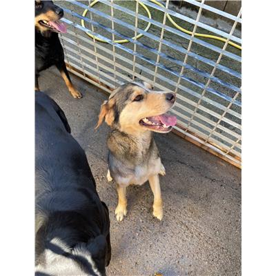SELARGIUS - CANE - Microchip 380260004627936