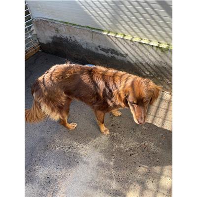 SELARGIUS - CANE - Microchip 380260004584642