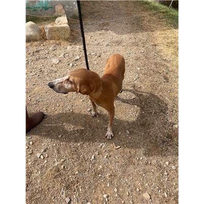CAPOTERRA - CANE - Microchip 380260170390014