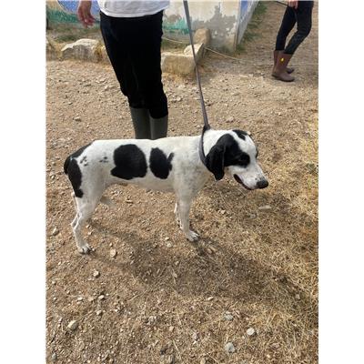 CAPOTERRA - CANE - Microchip 380260170390530