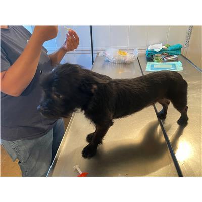 NURAMINIS - CANE - Microchip 380260004585054