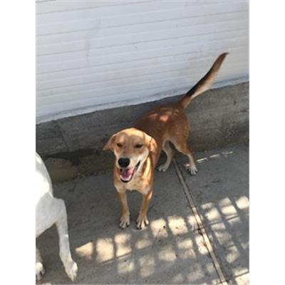 SINNAI - 380260042983183