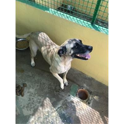 SELARGIUS - 380260110010294