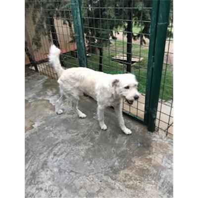 VILLA SAN PIETRO - 380260043393622