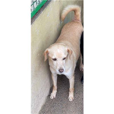 VILLA SAN PIETRO - 380260043394012