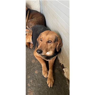 VILLA SAN PIETRO - 380260043393988