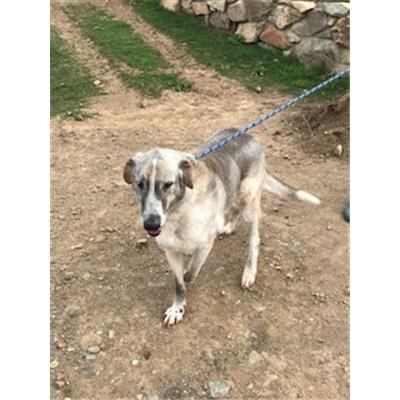 VILLASIMIUS - CANE - Microchip 380260110010210