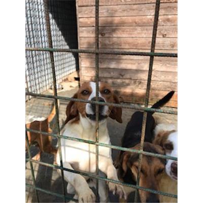 DOLIANOVA - 380260043056867