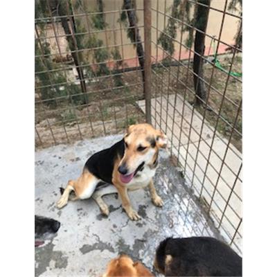 SINNAI - 380260043052159