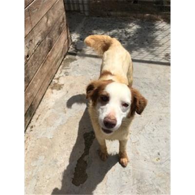 SINNAI - CANE - Microchip 380260043060306