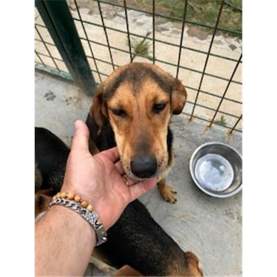 SINNAI - 380260043061103