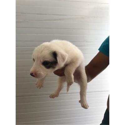 VILLASALTO - 380260043428562