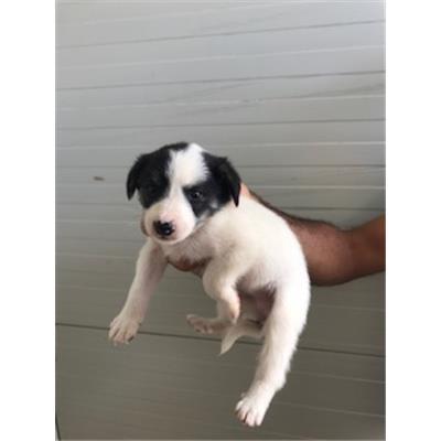 VILLASALTO - 380260043429298