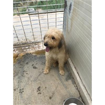 SINNAI - 380260043470091