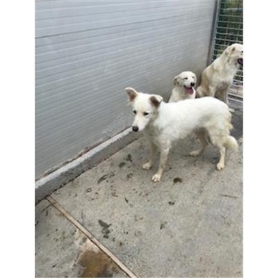 DOLIANOVA - 380260043399318