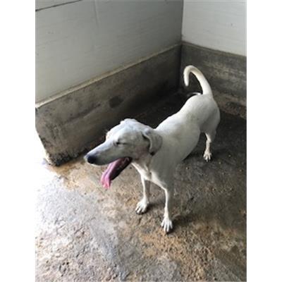 MONSERRATO - 380260043398989