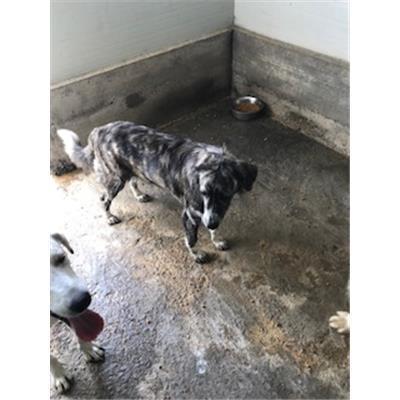 MONSERRATO - 380260043393011