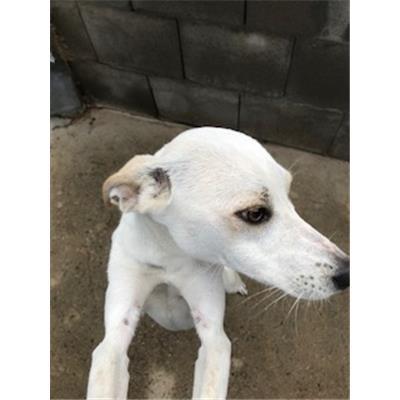 DOLIANOVA - CANE - Microchip 380260044265593