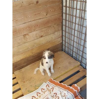 Comune di Muravera - CANE - Microchip 380260110011553